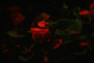 Close-up of flower against blurred background