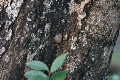 Close-up of a tree trunk