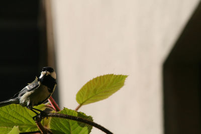 Close-up of butterfly perching on leaf