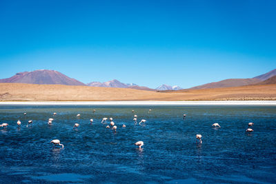 View of birds in lake against blue sky
