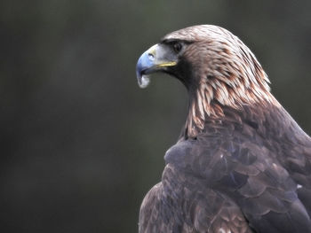 Close-up of bird