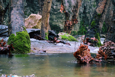 Scenic view of lake in forest