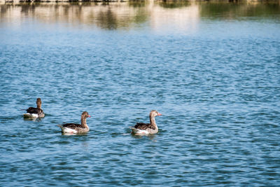 Ducks swimming in lake