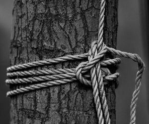 Close-up of ropes tied to tree trunk