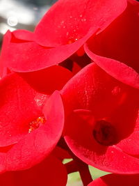 Close-up of raindrops on red rose