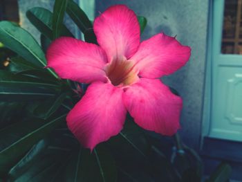 Close-up of pink flower blooming outdoors