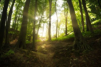 Sunlight streaming through trees in forest