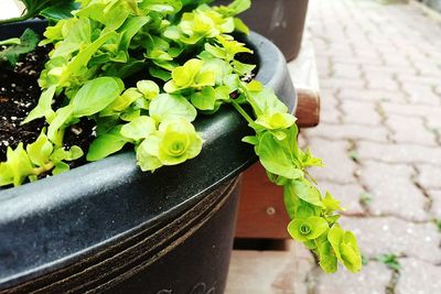 Close-up of potted plant