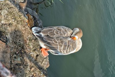 High angle view of duck swimming in lake
