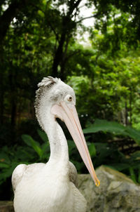 Close-up of a bird in forest