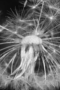 Close-up of dandelion on plant