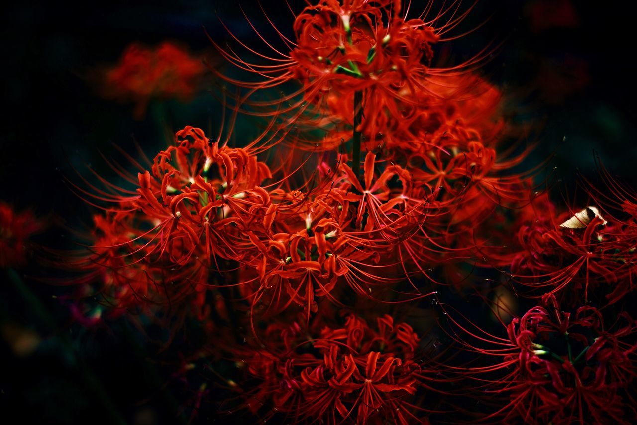 HIGH ANGLE VIEW OF ILLUMINATED PLANT