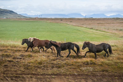 Horses on field against sky