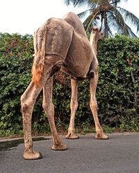 Side view of a horse standing against trees