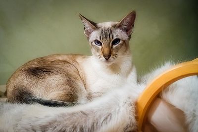 Portrait of cat relaxing at home