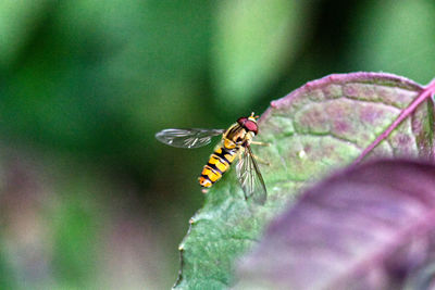 Close-up of hoverfly on plant leaf