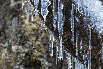 Close-up of icicles on tree during winter