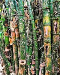 Full frame shot of bamboo plants