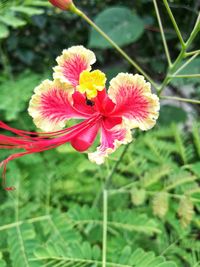 Close-up of pink flowers blooming outdoors