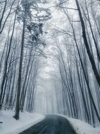 Bare trees by empty road in forest during winter