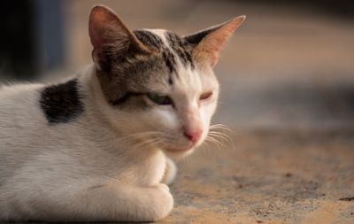 Close-up of a cat looking away