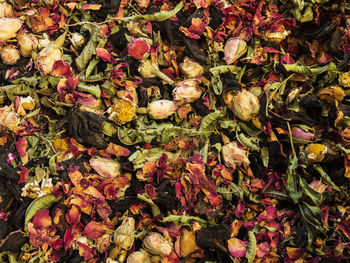 High angle view of pink flowers