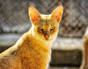 Close-up portrait of cat