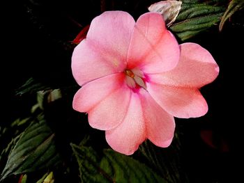 Close-up of pink flower