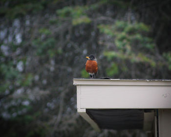 Bird perching on birdhouse