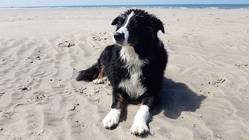 Dog looking away on sand