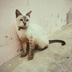 Portrait of cat sitting on wall
