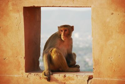 Monkey sitting on window