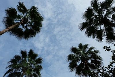 Low angle view of palm trees against sky