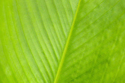 Full frame shot of palm leaf