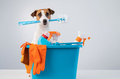 View of dog against white background