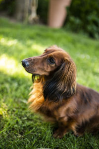 Close-up of a dog looking away