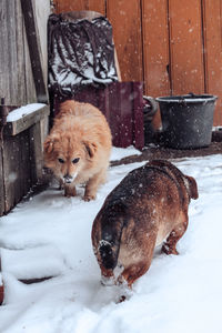 Dogs playing in snow during winter in the garden