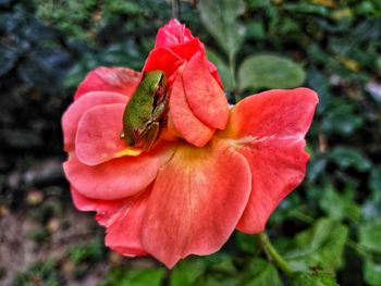 Close-up of insect on red flower