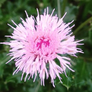 Close-up of flower