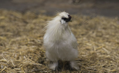 Close-up of young silkie rooster on field