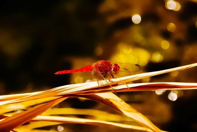 Close-up of insect on plant