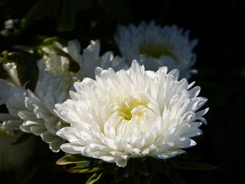 Close-up of white flower