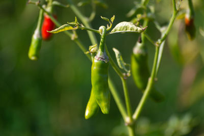 Green chili peppers growing on tree in the garden