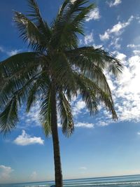 Low angle view of coconut palm tree against sky