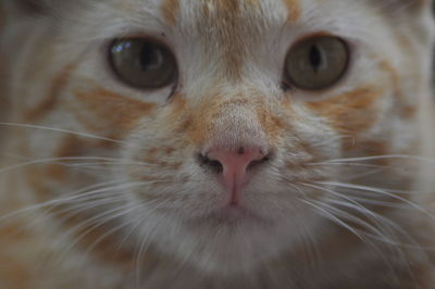 Close-up portrait of cat