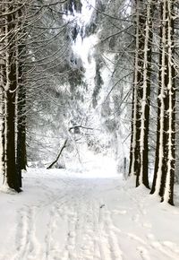 Snow covered trees in forest