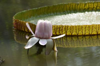 Close-up of lotus water lily in lake