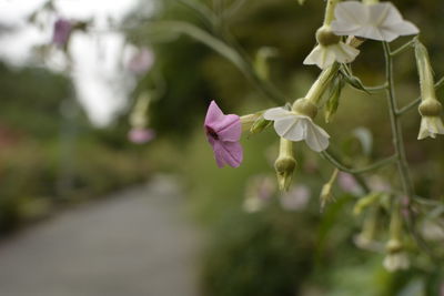 Close-up of pink flowering plant