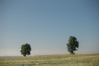 Trees on field against clear sky