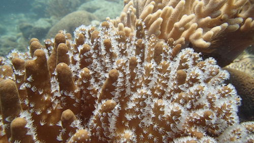 Close-up of coral in sea